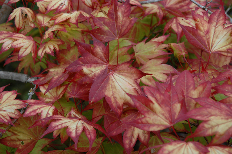 Tsuma Gaki Japanese Maple (Acer palmatum &