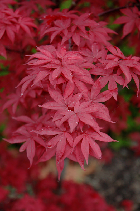 Twombly’s Red Sentinel Maple (Acer palmatum &