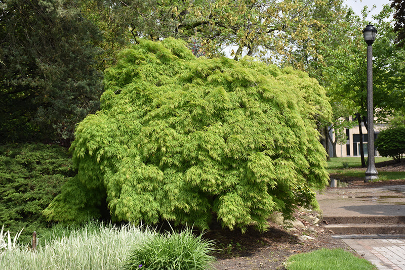 Japanese Maple &