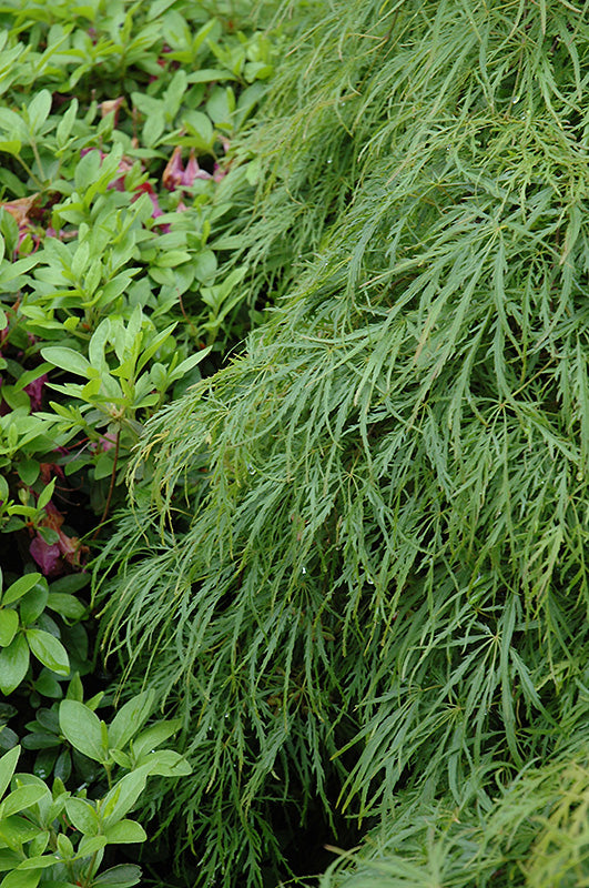 Green Laceleaf Japanese Maple (Acer palmatum var. dissectum &