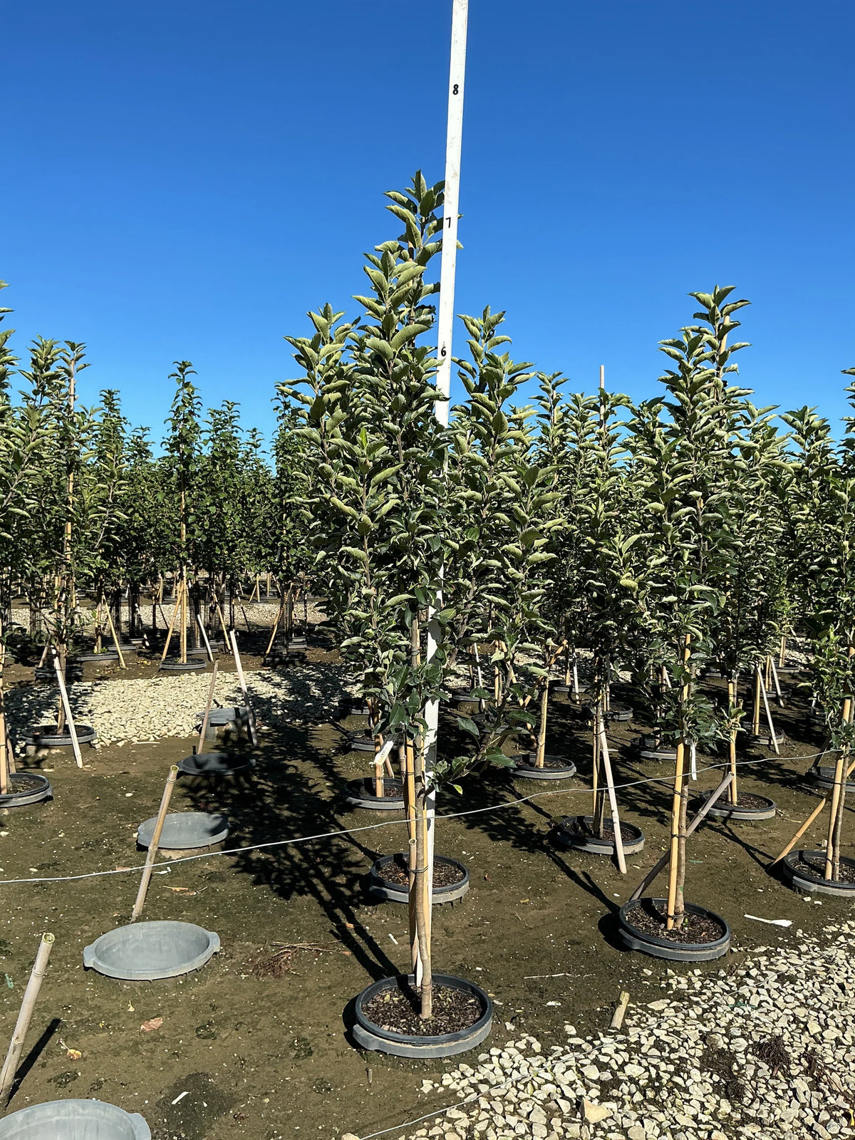 Ambrosia Apple (Malus &