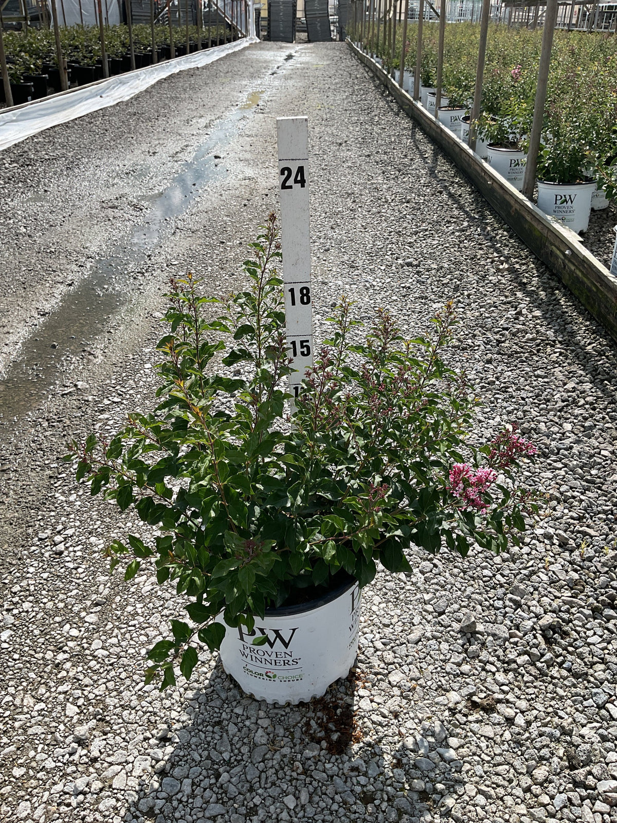 Bloomerang Ballet® Reblooming Lilac (Syringa &