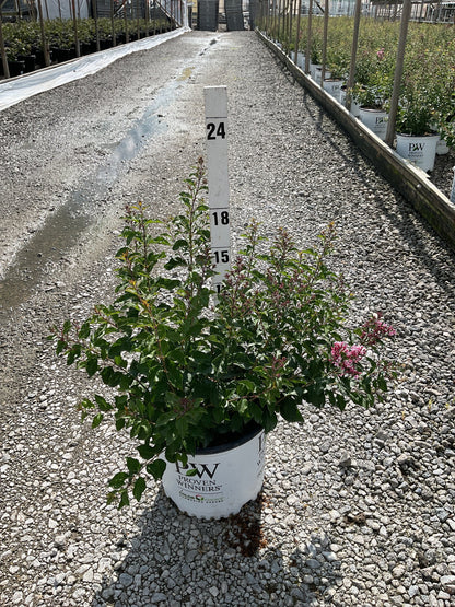 Bloomerang Ballet® Reblooming Lilac (Syringa &