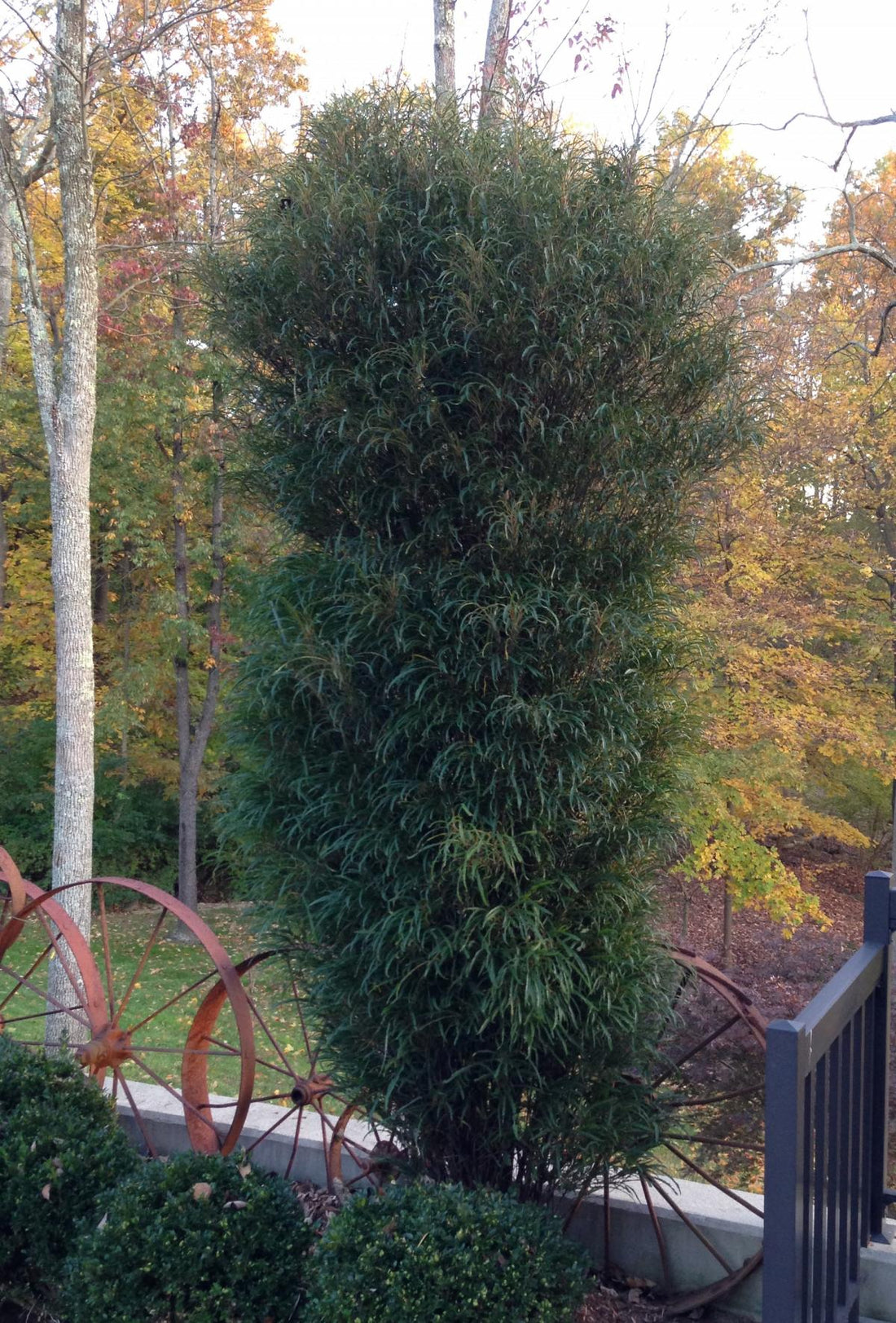 RHAMNUS F. FINE LINE®  G3 24&quot; PW