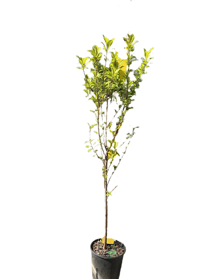 Au Rosa Plum Tree (PRUNUS FRUIT-S. AU ROSA) - 3 gallon 36" TREE