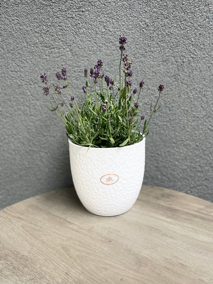 6.3" White Ceramic Boston Pot