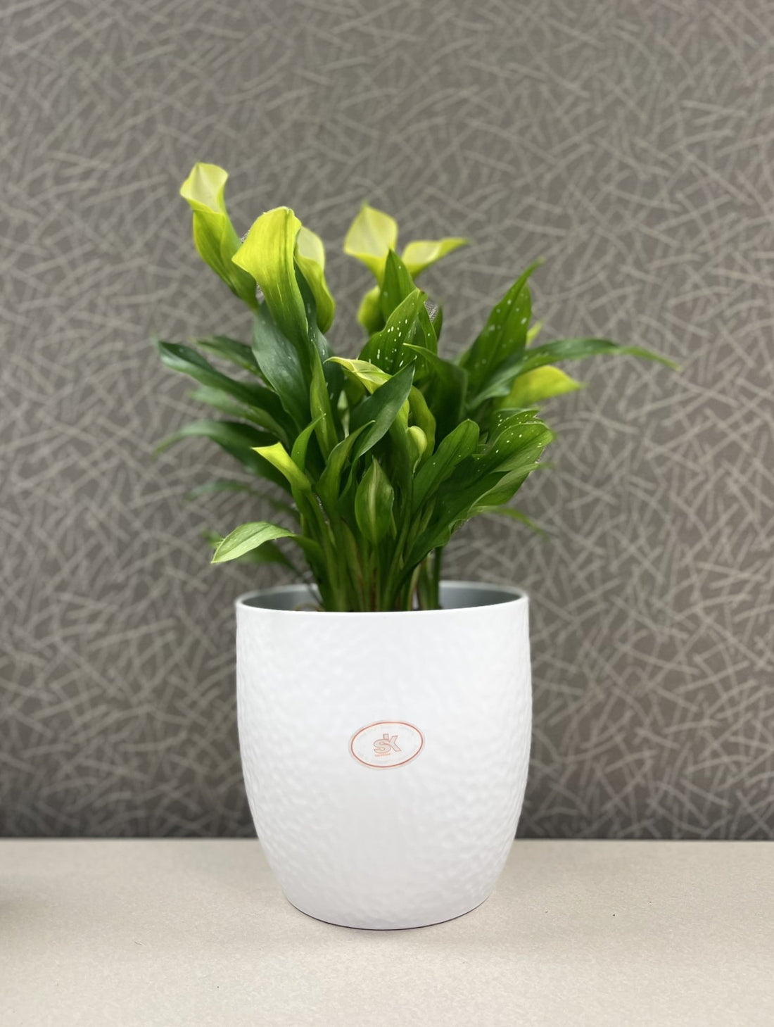 6.3" White Ceramic Boston Pot