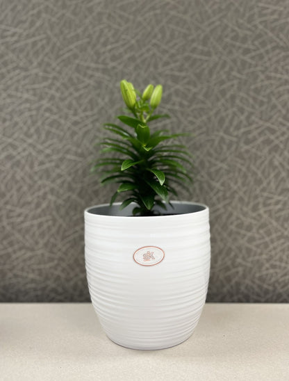 6.3" White Ceramic Bergamo Pot