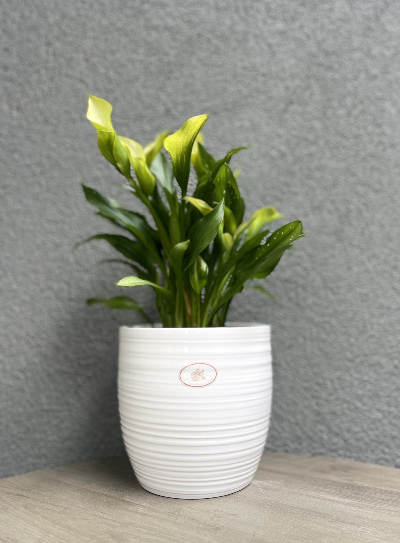 6.3" White Ceramic Bergamo Pot