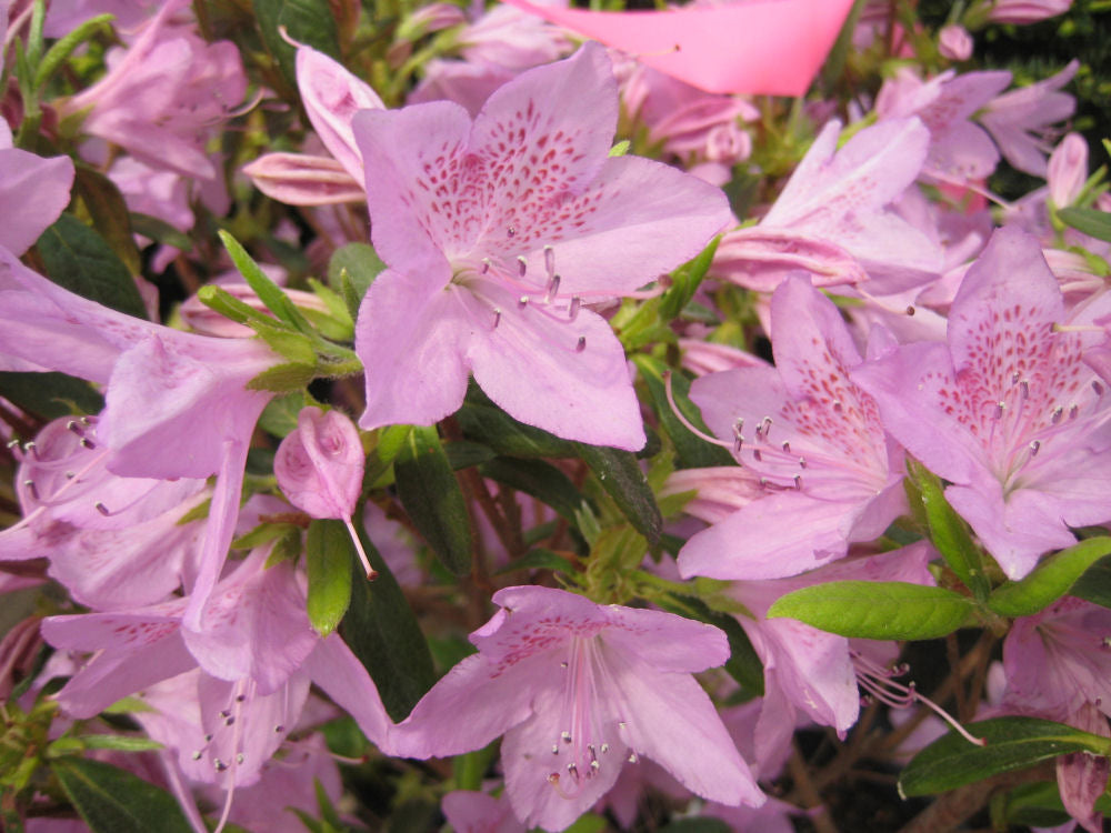 AZALEA POUKHANENSE IMP.  19CM