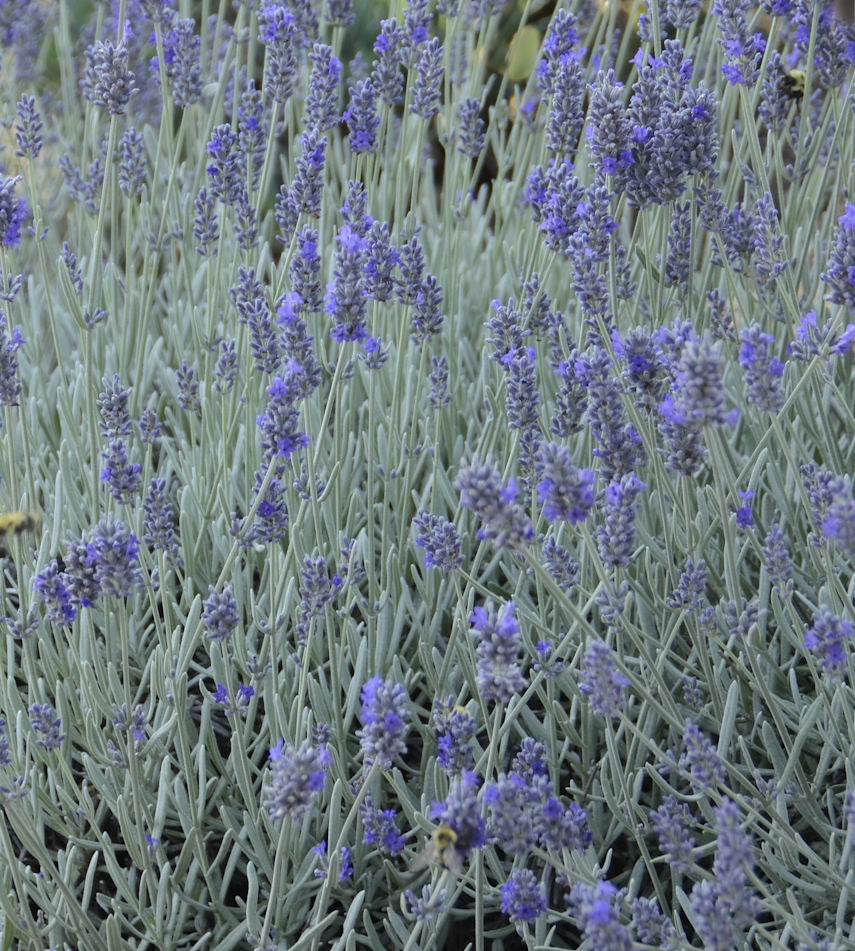 LAVANDULA A. &