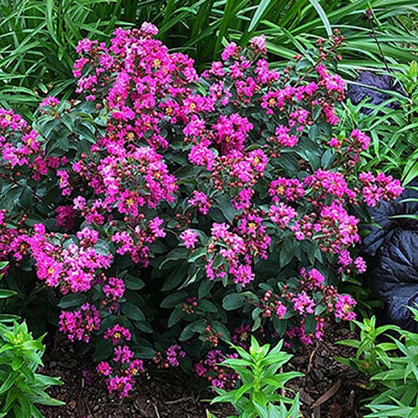 LAGERSTROEMIA X &
