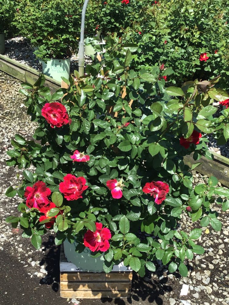 ROSE &