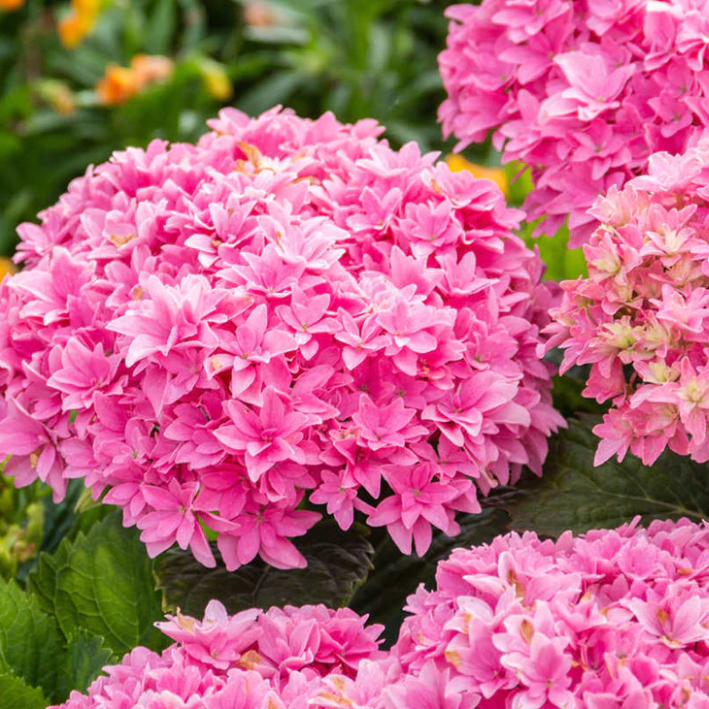 HYDRANGEA M. &