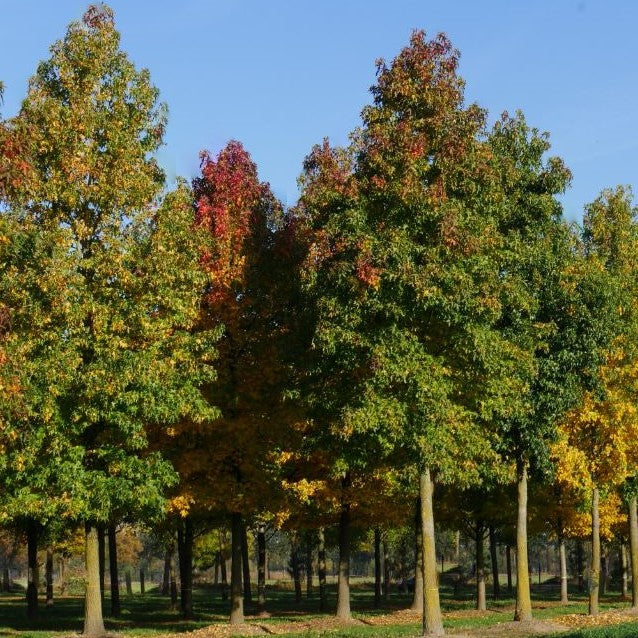 Sweetgum