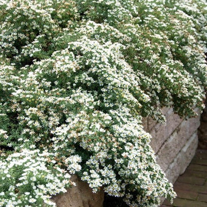 ASTER ERICOIDES SNOW FLURRY G1 AB