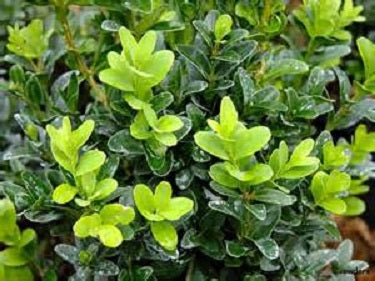BUXUS S. &