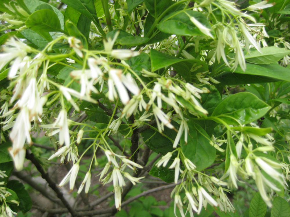 CHIONANTHUS VIRGINICUS  G3 AB