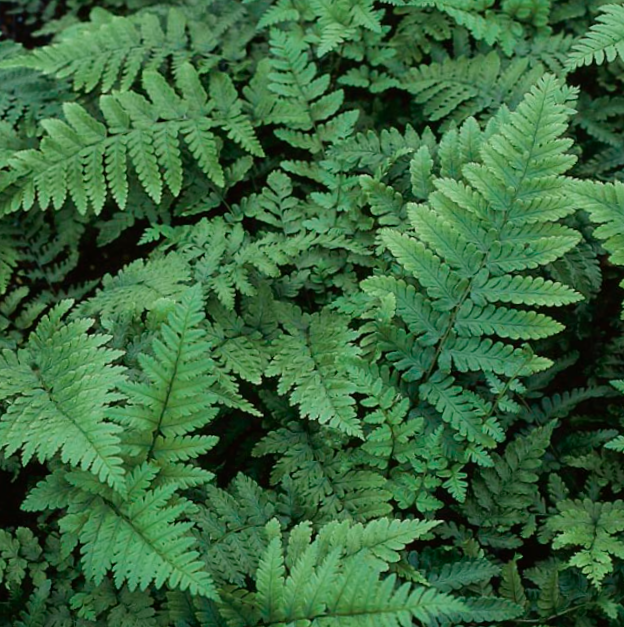 FERN -EASTERNWOOD  19CM/G1 AB