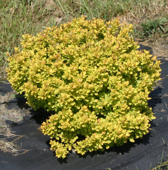 BERBERIS THUN. &