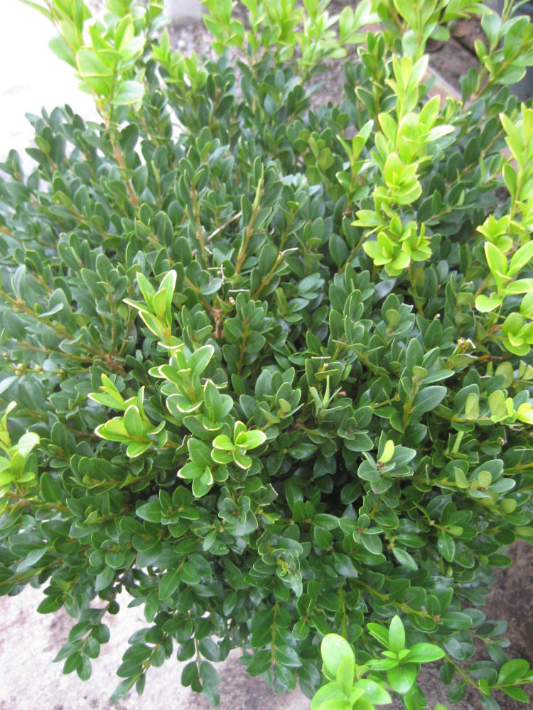 BUXUS M. &