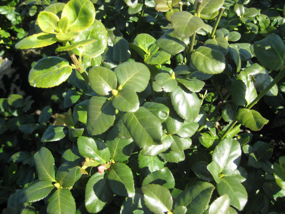 EUONYMUS FOR. &