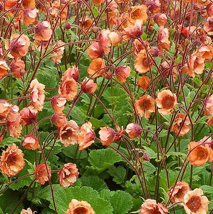 GEUM &