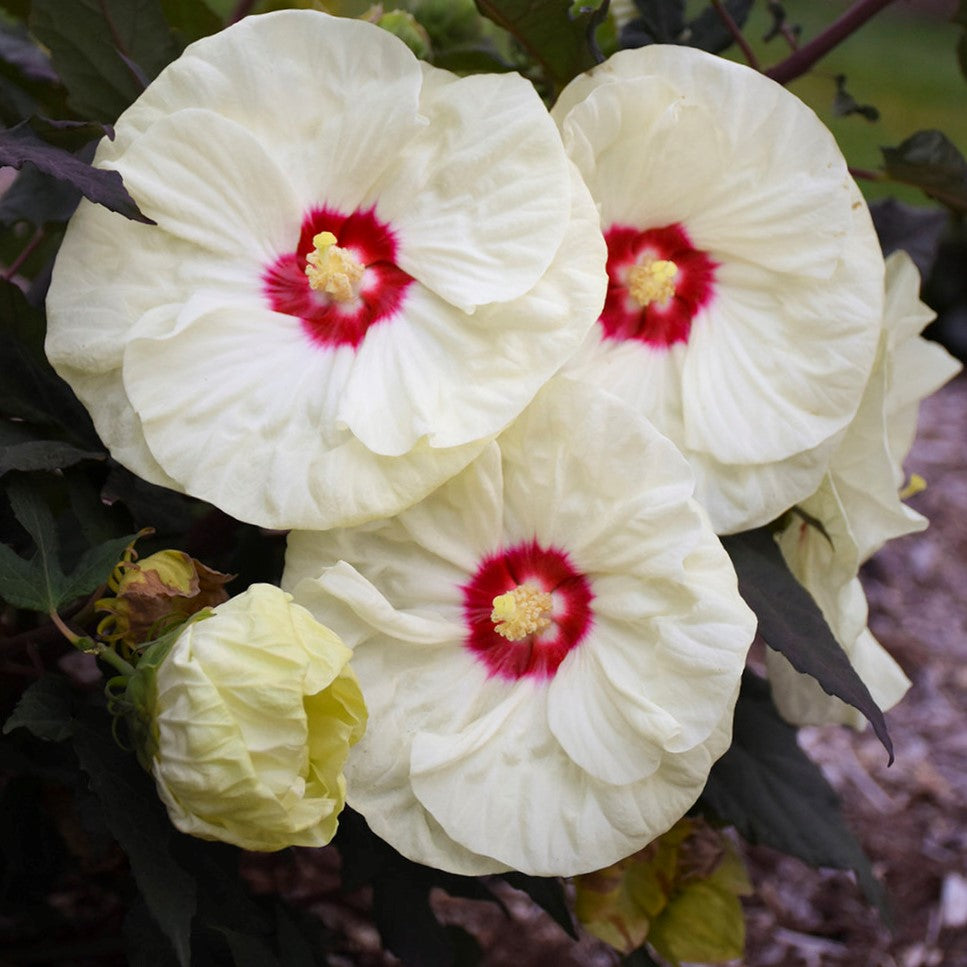 HIBISCUS X &