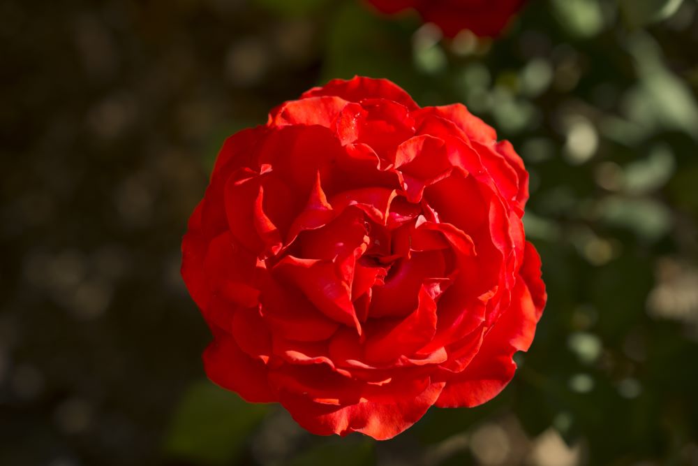 ROSE &