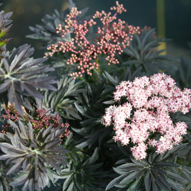 SAMBUCUS N. &