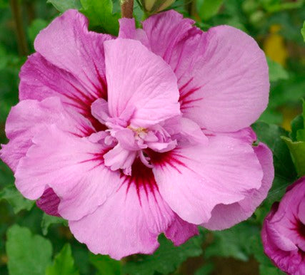 HIBISCUS SY. &