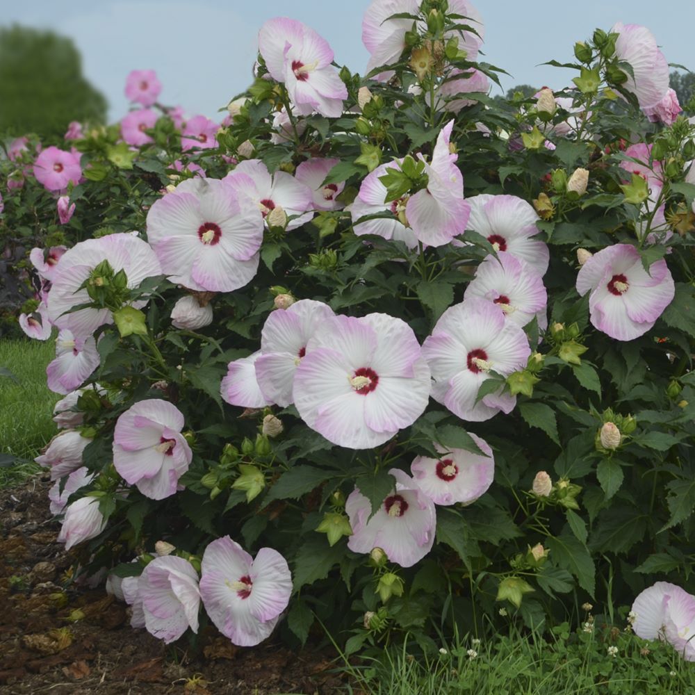 HIBISCUS X &