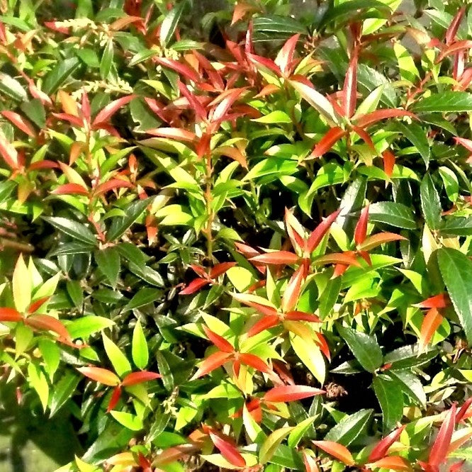 Leucothe Rejoyce