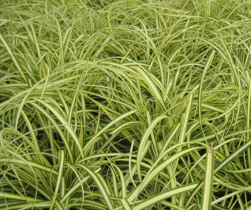 GRASS - CAREX &
