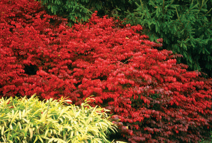 EUONYMUS ALATUS &