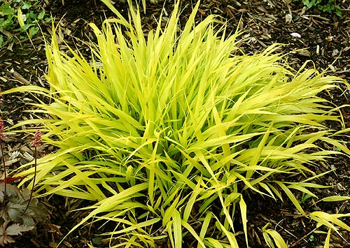GRASS - H.M. &
