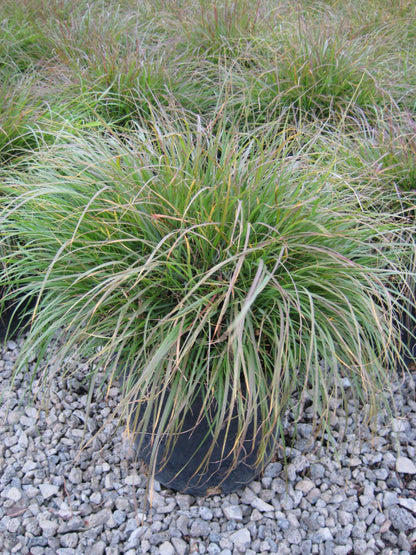GRASS - PE. AL. &