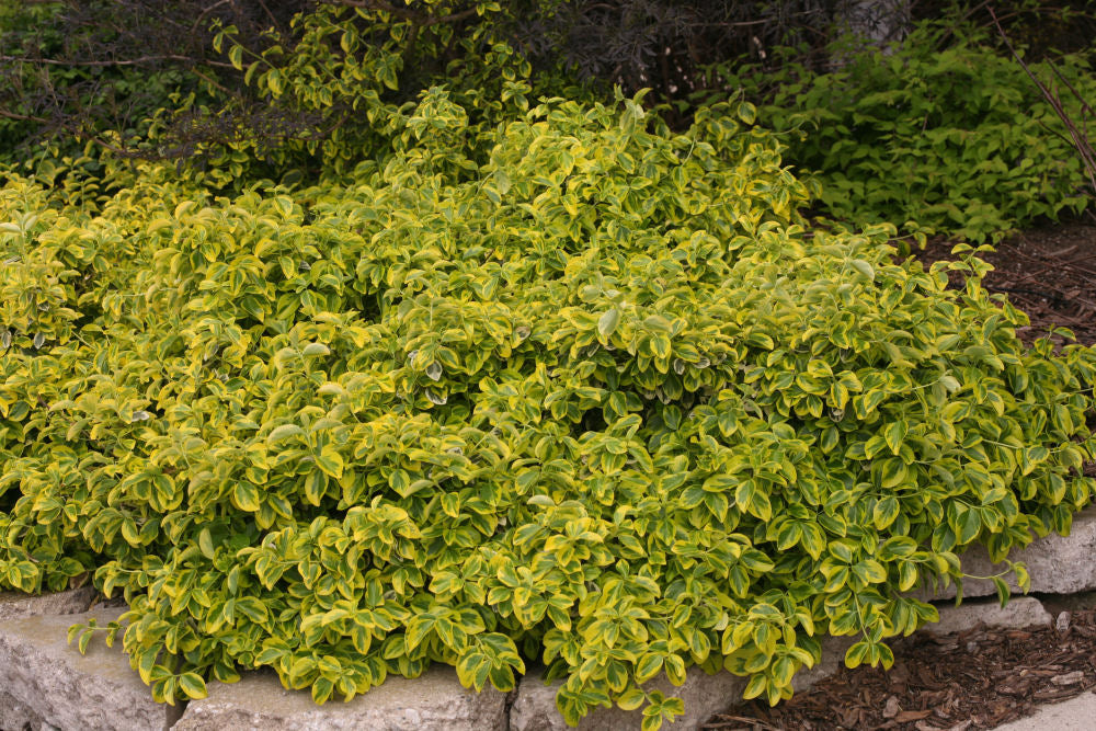 EUONYMUS FOR. &