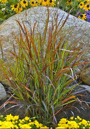 GRASS - PA. &