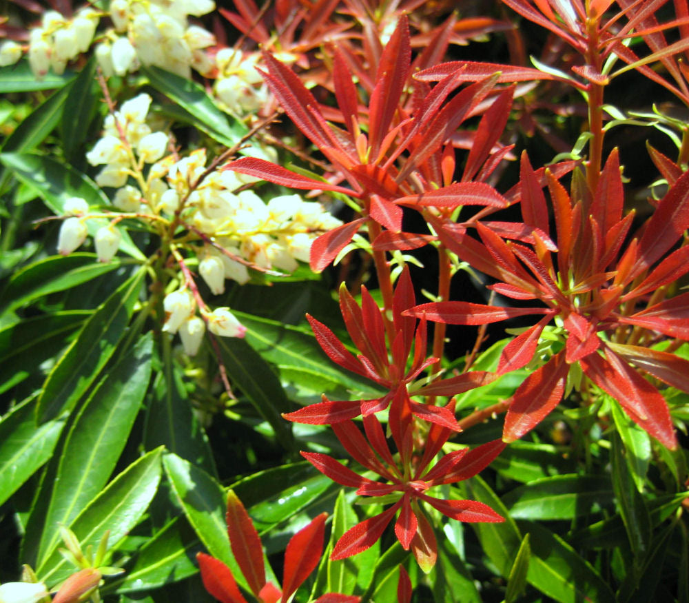 PIERIS JAP. &