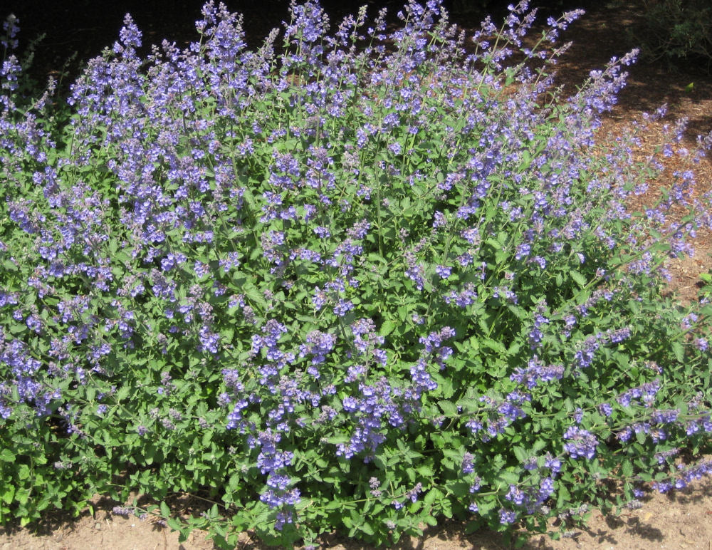 Catmint Walker&