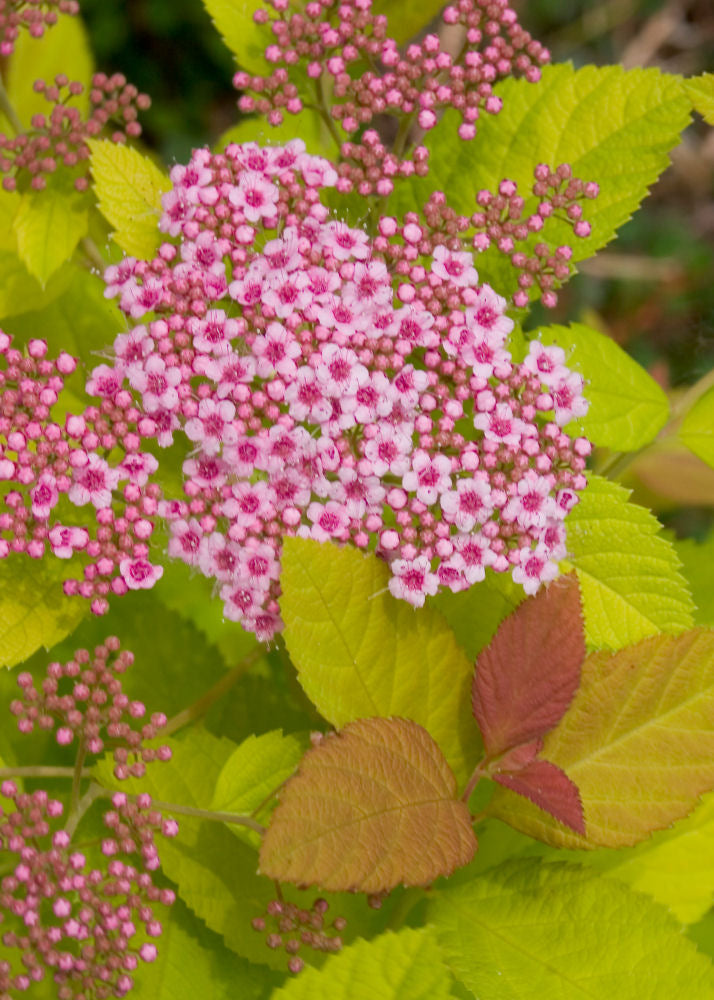 SPIRAEA JAP. &