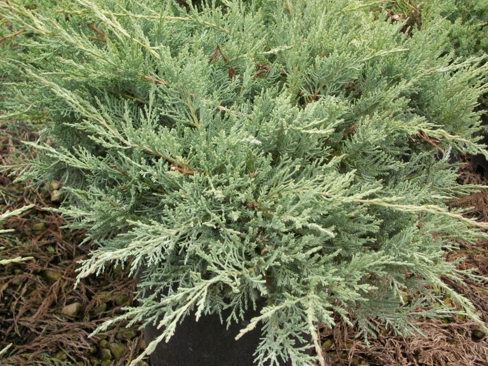 JUNIPER V. &
