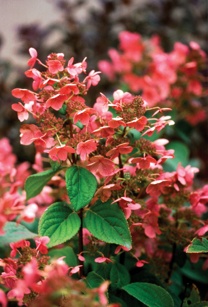 HYDRANGEA P &