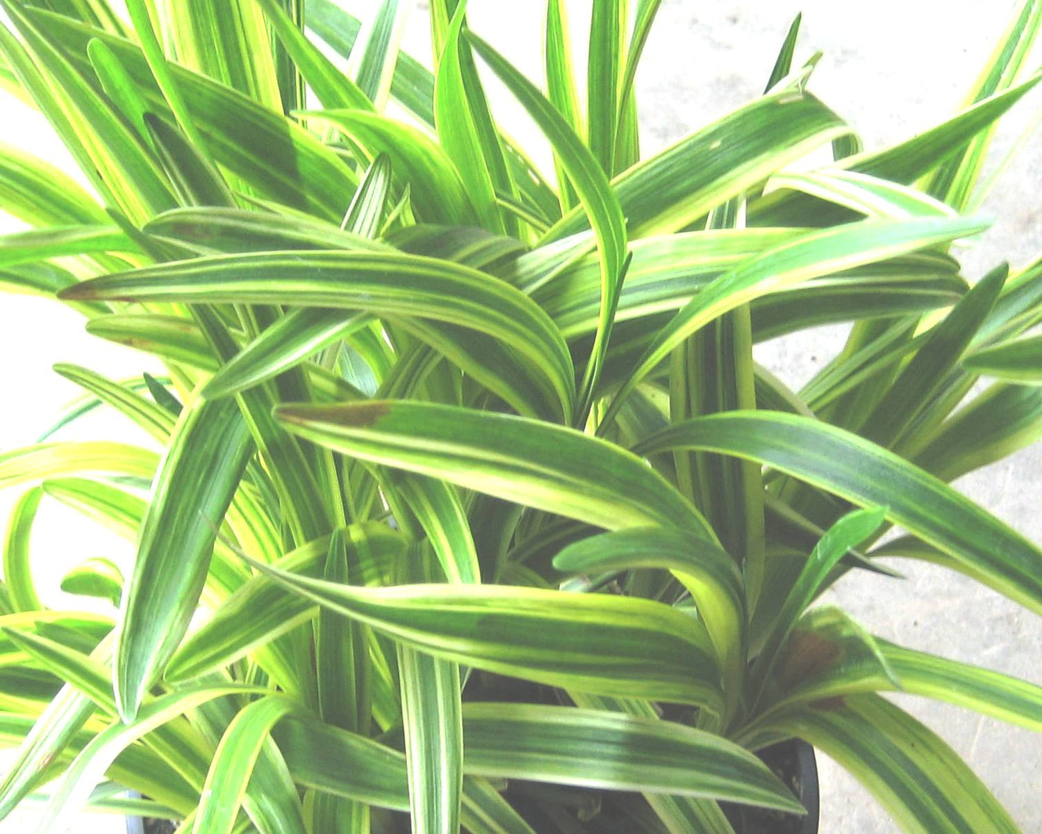 Liriope Silvery Sunproof