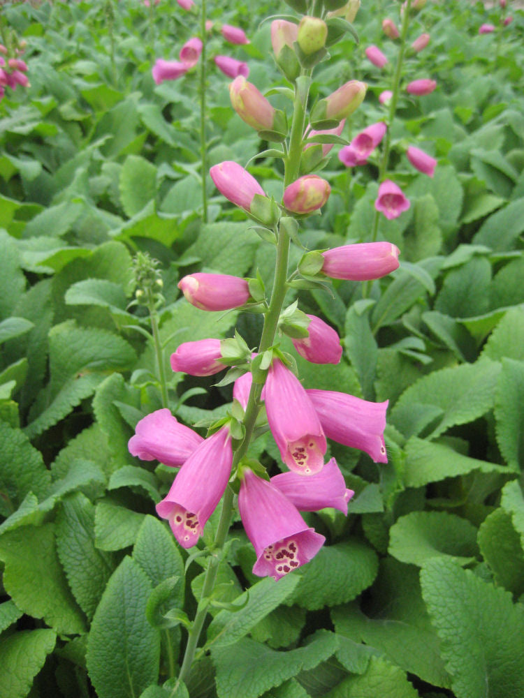 DIGITALIS P &