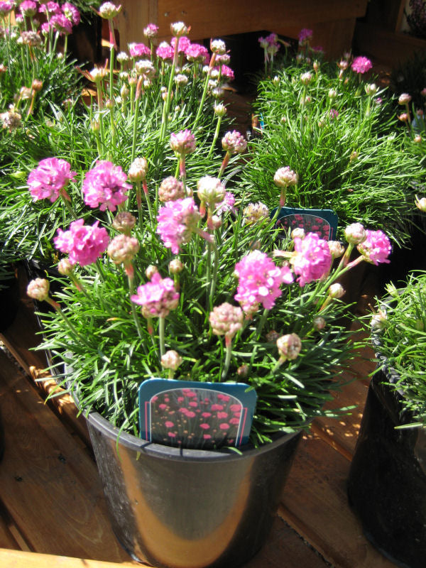 ARMERIA MARITIMA &