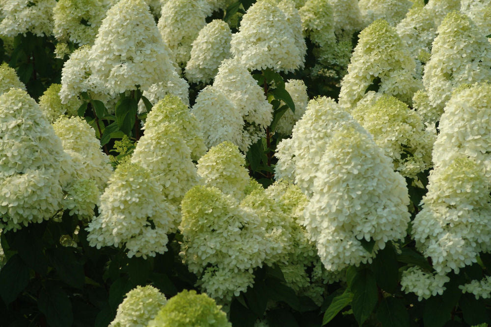 HYDRANGEA P &
