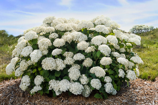 HYDRANGEA A. &