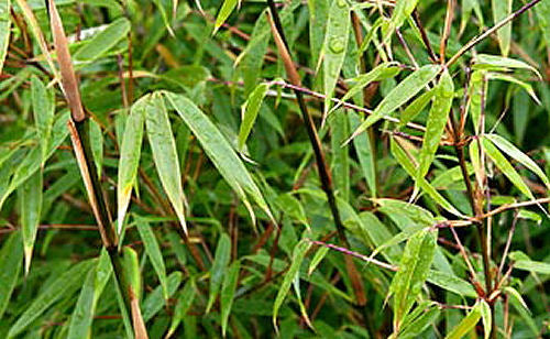 BAMBOO FARGESIA RUFA G1 PTW